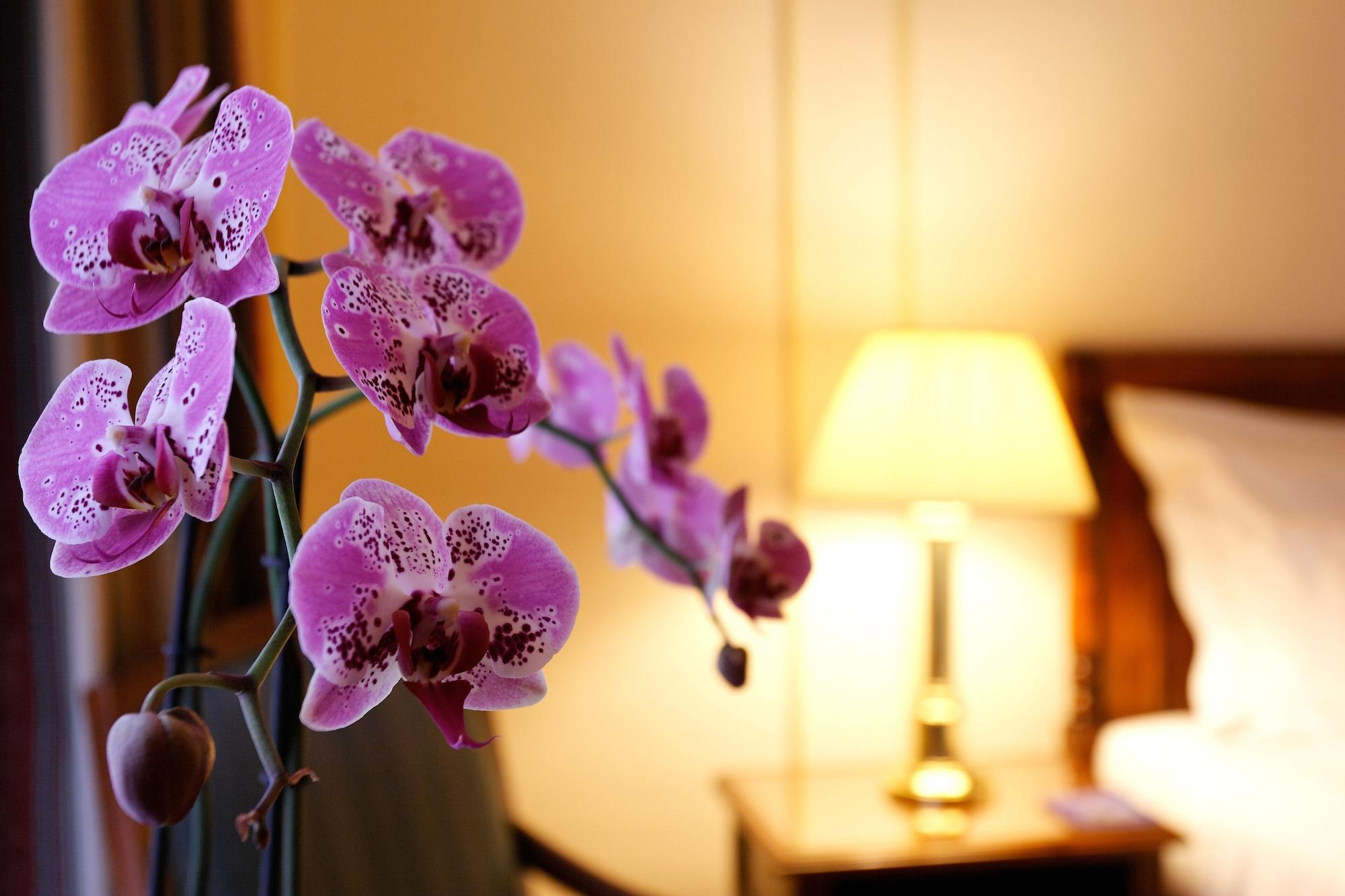 布鲁塞尔广场酒店  外观 照片 The photo features a close-up of a beautiful orchid with vibrant purple petals in the foreground. In the background, there is a softly lit bedside lamp and a part of a bed with white bedding. The overall ambiance suggests a cozy and inviting room set