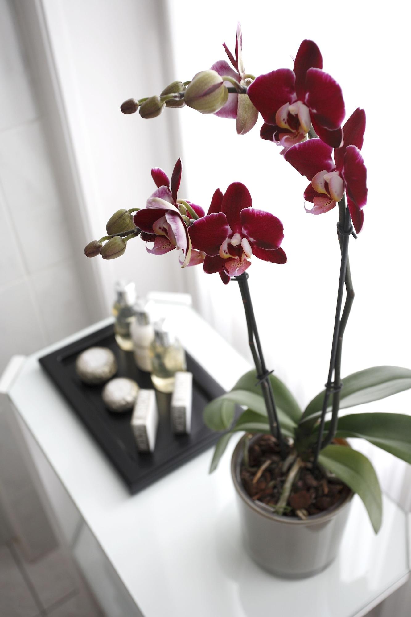 布鲁塞尔广场酒店  外观 照片 The photo features a close-up of a vibrant orchid plant with red flowers. The orchid has several blooms and green leaves. In the background, there's a tray with various bottles and containers, likely containing beauty or spa products. The setting app
